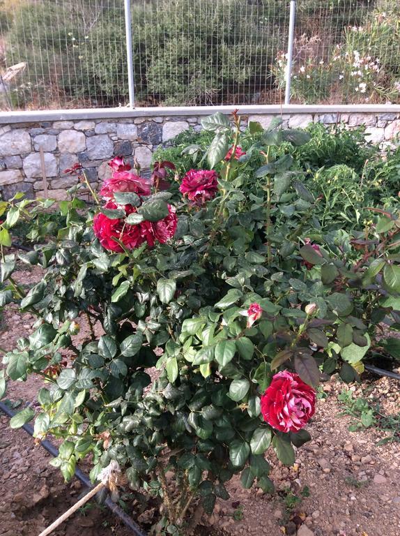 Emborios Villa Polymnia מראה חיצוני תמונה